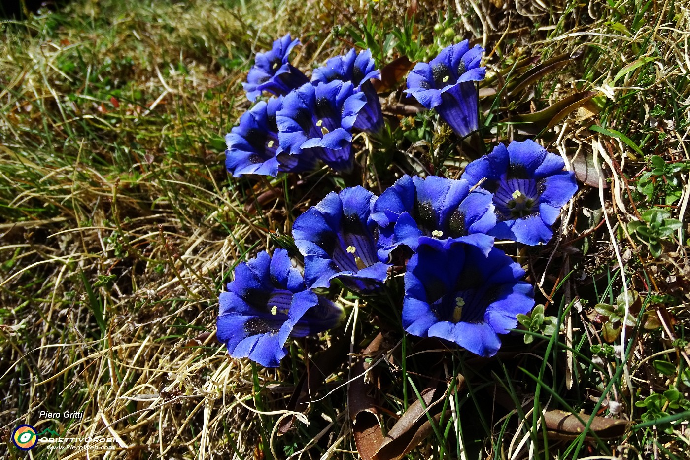 80 Genziana di primavera (Gentiana vernus).JPG -                                